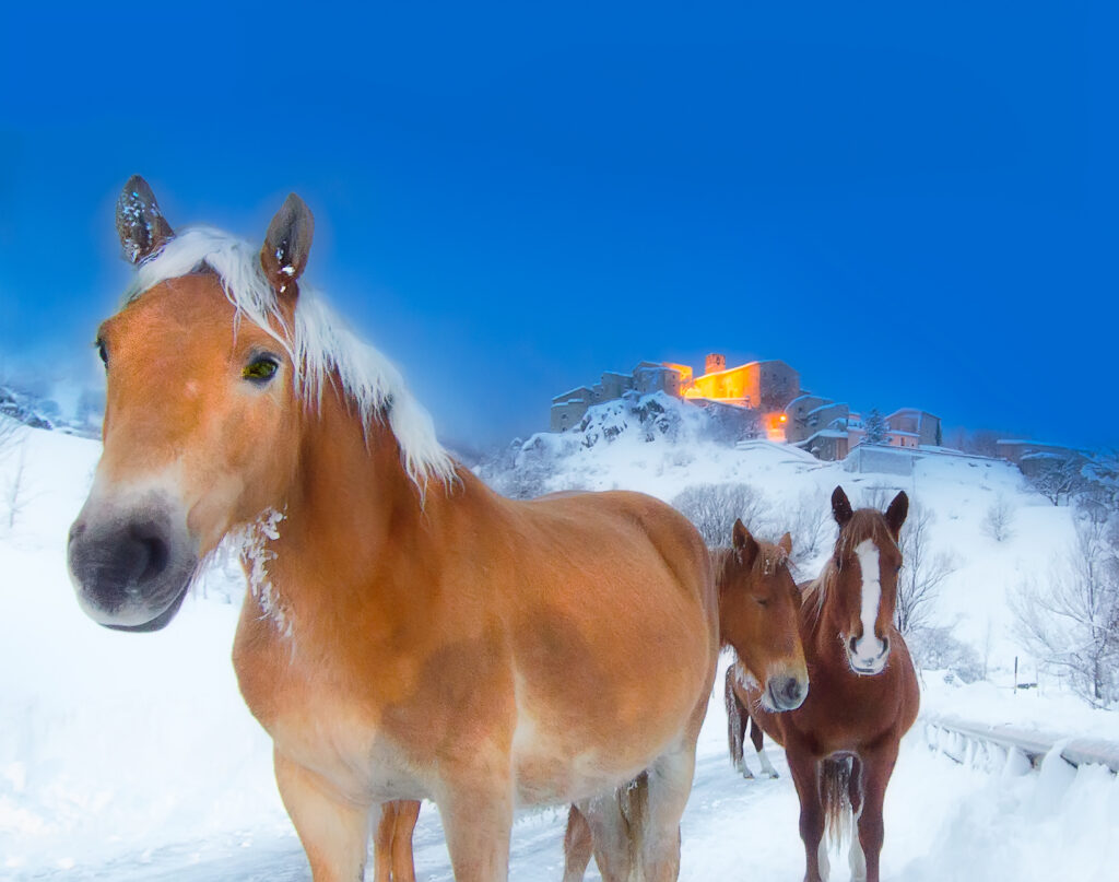 Cavalli infreddoliti nella neve con il borgo di Roccacarmanico illuminato sullo sfondo